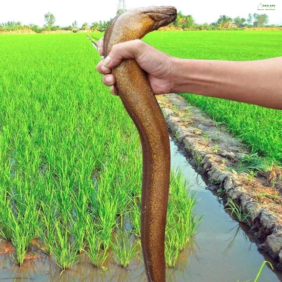 Gậy câu lươn inox chống rỉ sét,siêu đẹp bền , có nghạnh chống Sẩy